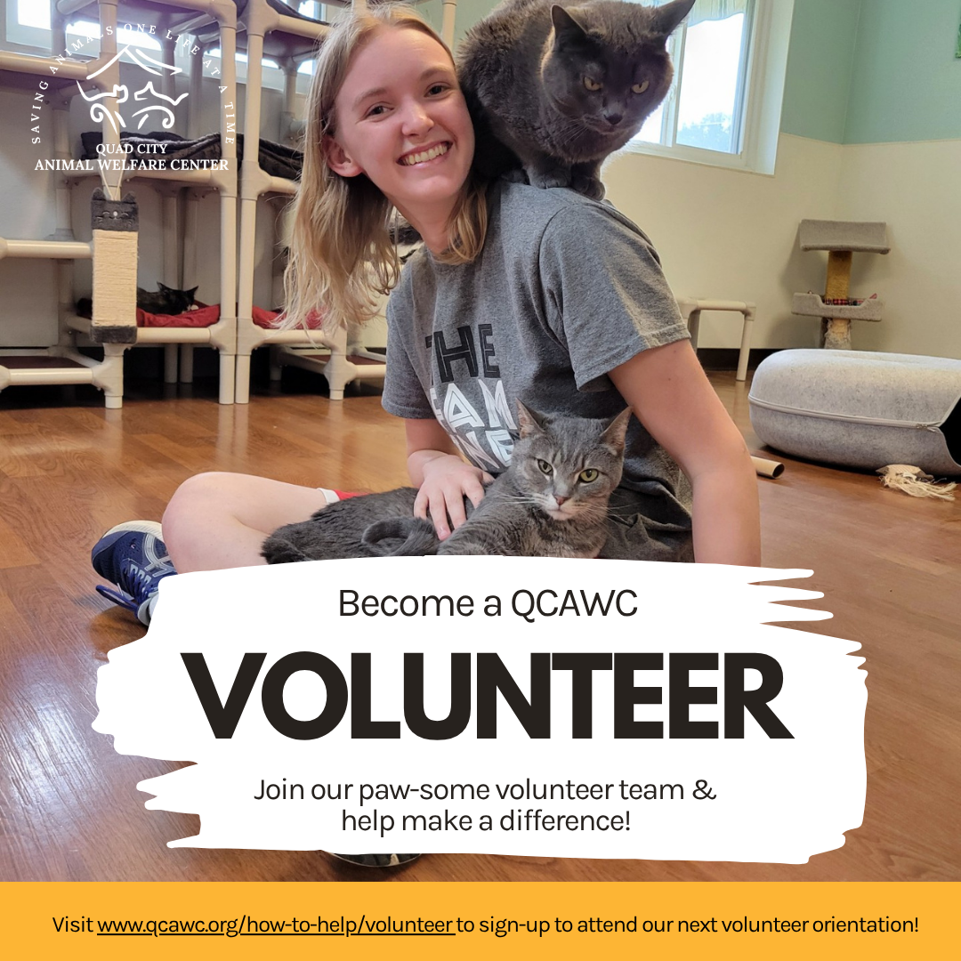 Volunteer orientation graphic cat room